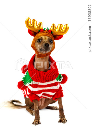 Xoloitzcuintli dog dressed in warm clothes with 58938802