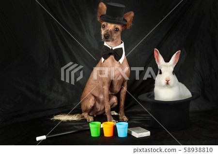 Purebred Xoloitzcuintli dog dressed as a magician 58938810