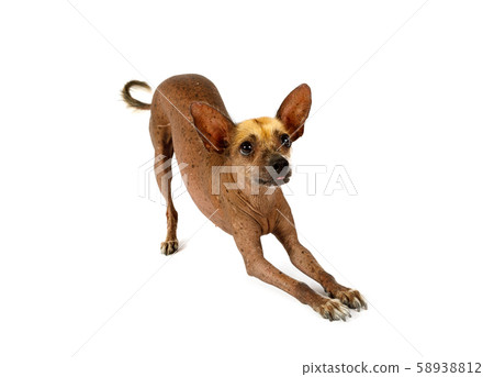 Cute Xoloitzcuintli dog makes bows 58938812