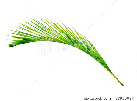 Green leaves of palm Green leaves of palm 58939087