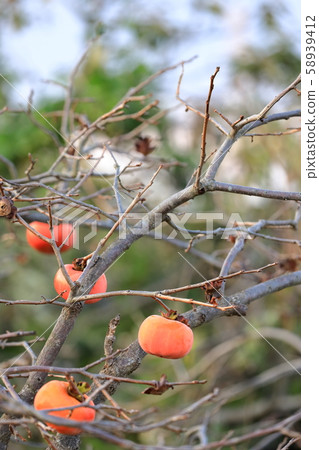 persimmon persimmon 58939412
