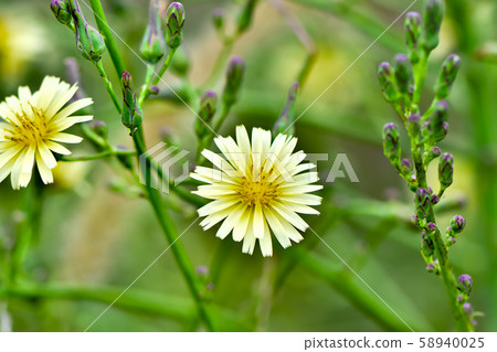 Akinonogi Akinonogi 58940025