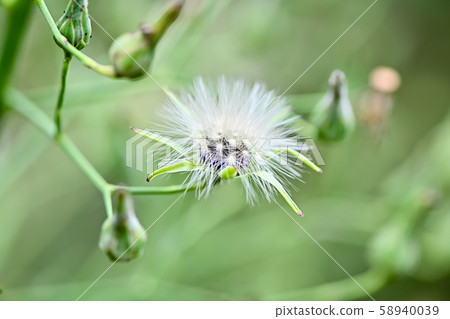 Akinonogi's fluff Akinonogi's fluff 58940039