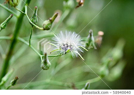 Akinonogi's fluff Akinonogi's fluff 58940040