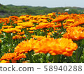 Overflowing with marigold 58940288