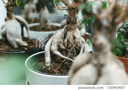 Microcarpa ficus ginseng in bonsai tree style. A lot of little house plant in flowerpot. Concept of Microcarpa ficus ginseng in bonsai tree style. A lot of little house plant in flowerpot. Concept of 58940407