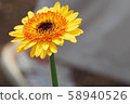 Gerbera and sneakers 58940526