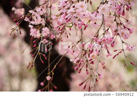 Attracted weeping cherry 58940912