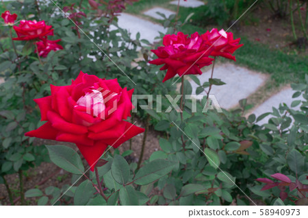 中之島公園玫瑰園 - 阿帕奇之淚 - 中之島公園玫瑰園 - 阿帕奇之淚 - 58940973