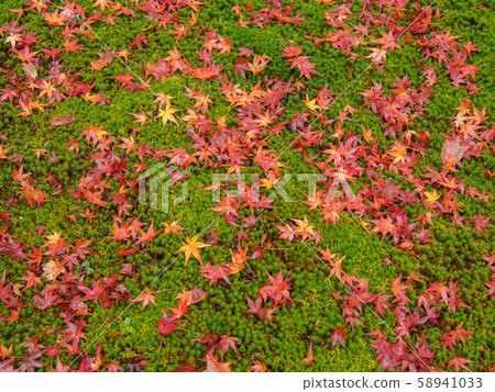 Maples scattered on moss carpet Maples scattered on moss carpet 58941033