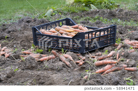 harvested carrots 58941471