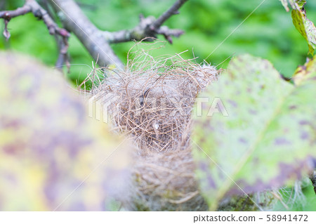 empty birds nest 58941472