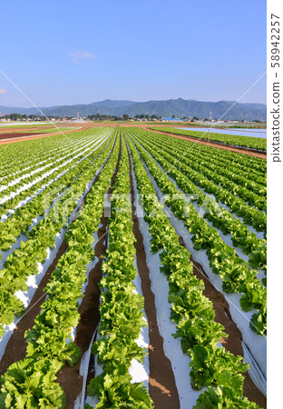 Salad Road (Shiojiri City, Nagano Prefecture) 58942257
