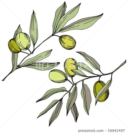 Olive tree in a vector style isolated. Green engraved ink art. Olive tree in a vector style isolated. Green engraved ink art. 58942497