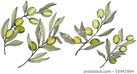 Olive tree in a vector style isolated. Green engraved ink art. Olive tree in a vector style isolated. Green engraved ink art. 58942994