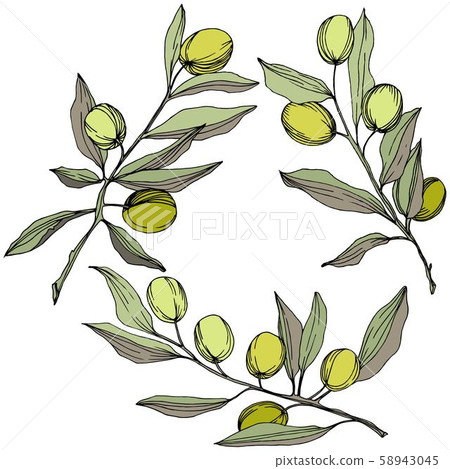 Olive tree in a vector style isolated. Green engraved ink art. 58943045