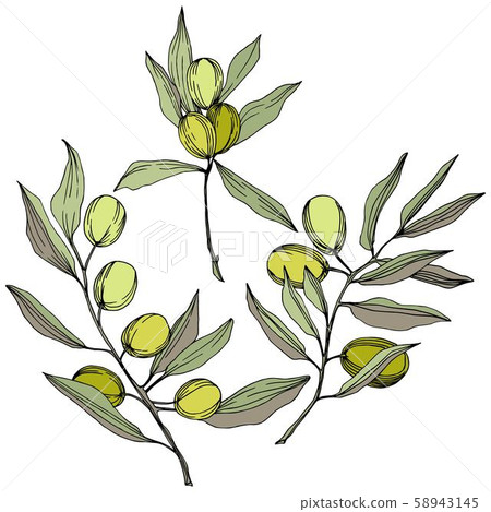 Olive tree in a vector style isolated. Green engraved ink art. 58943145