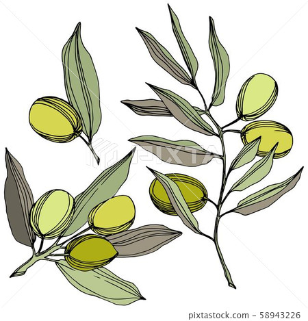 Olive tree in a vector style isolated. Green engraved ink art. Olive tree in a vector style isolated. Green engraved ink art. 58943226