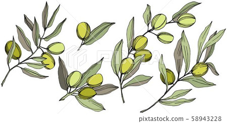 Olive tree in a vector style isolated. Green engraved ink art. Olive tree in a vector style isolated. Green engraved ink art. 58943228