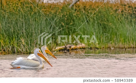 Wildlife in Lake Utah viewed on a sunny day 58943389