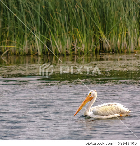 White pelican in Lake Utah against thick grasses 58943409