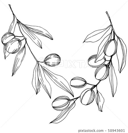 Olive tree in a vector style isolated. Black and white engraved ink art. 58943601