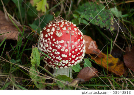 Closeup of amanita muscaria mushroom in a meadow Closeup of amanita muscaria mushroom in a meadow 58943818