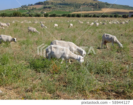 Cool biz sheep 58944127