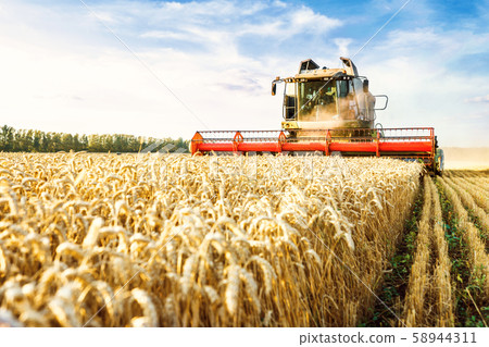 Combine harvester harvests ripe wheat. Ripe ears of gold field on the sunset cloudy orange sky 58944311