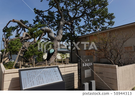 Village rain pine Ryotsu Port (Niigata Prefecture) 58944313