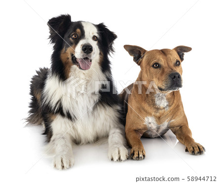 australian shepherd and staffie 58944712