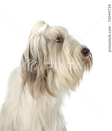 bearded collie in studio bearded collie in studio 58944734