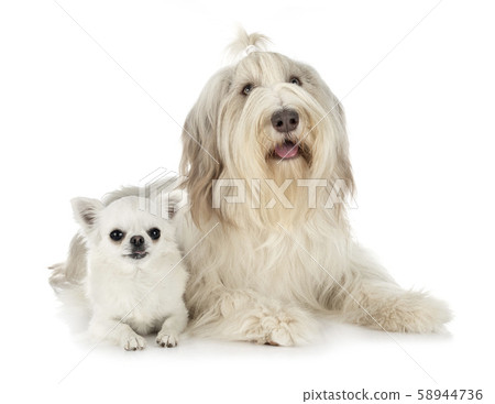 bearded collie and chihuahua bearded collie and chihuahua 58944736