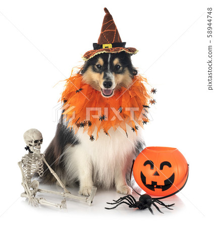 shetland sheepdog in studio shetland sheepdog in studio 58944748