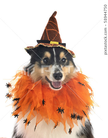 shetland sheepdog in studio shetland sheepdog in studio 58944750