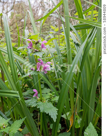 Lamium maculatum or spotted dead-nettle flowering Lamium maculatum or spotted dead-nettle flowering 58944809