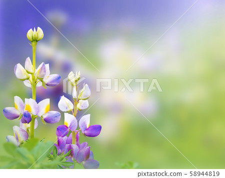 Lupinus mutabilis flowers on the blurred Lupinus mutabilis flowers on the blurred 58944819