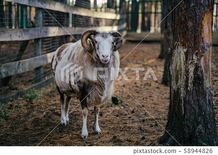 Group of Mouflons, Ovis gmelini or Ovis orientalis walks through a mountains 58944826