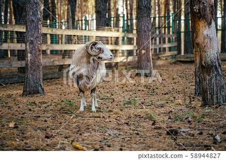 Group of Mouflons, Ovis gmelini or Ovis orientalis walks through a mountains 58944827