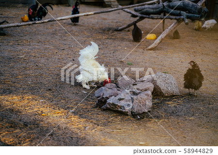 Organic chickens in their corral green natural 58944829