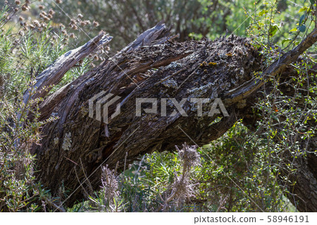 Tree bark with beautiful texture Tree bark with beautiful texture 58946191