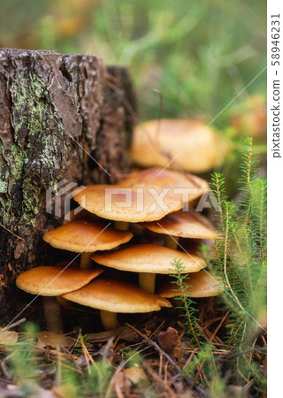 Edible mushrooms Flammulina velutipes known as Golden Needle. Edible mushrooms Flammulina velutipes 58946231