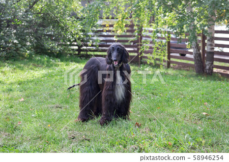 Cute afghan hound is standing on a green grass. 58946254