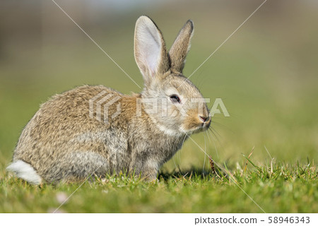 Rabbit hare while looking at you on grass 58946343