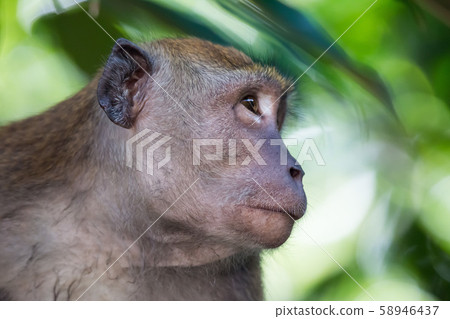 Portrait of bored and thoughtful monkey with bright yellow eyes. Crab-eating macaque or the long 58946437