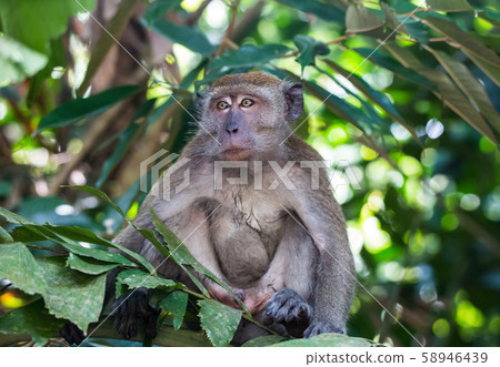 Portrait of bored and thoughtful monkey with bright yellow eyes. Crab-eating macaque or the long Portrait of bored and thoughtful monkey with bright yellow eyes. Crab-eating macaque or the long 58946439