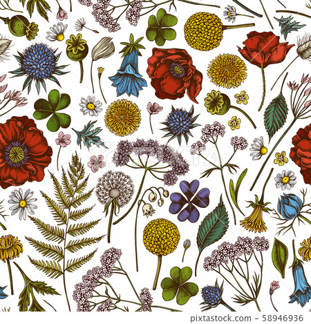 Seamless pattern with hand drawn colored shepherd's purse, heather, fern, wild garlic, clover Seamless pattern with hand drawn colored shepherd's purse, heather, fern, wild garlic, clover 58946936