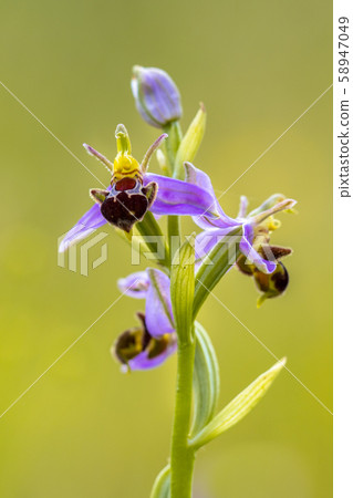 Three Pink flowers of Bee orchid 58947049