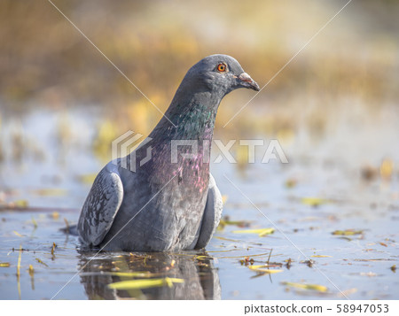 Stock dove washing in shallow water Stock dove washing in shallow water 58947053