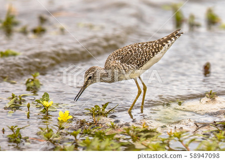 Wood sandpiper foraging Wood sandpiper foraging 58947098